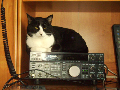 totheark: ham radio cats