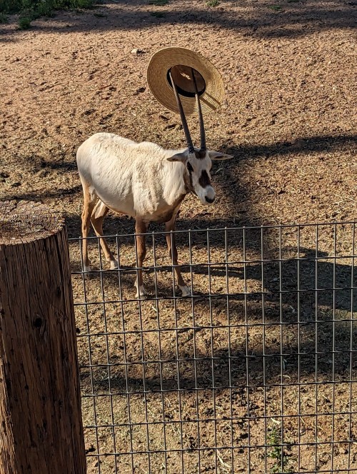 Went To The Zoo Today And They Had These Arabian Oryxes But One Of Them Found A Hat Somebody Presumably