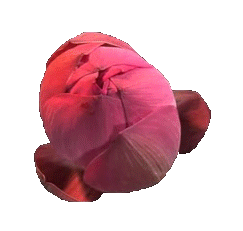 radcookies:Lotus flower blooming (transparent)