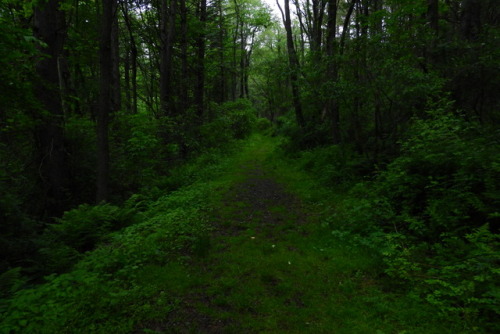 aetheric-aesthetic:Happy Trails