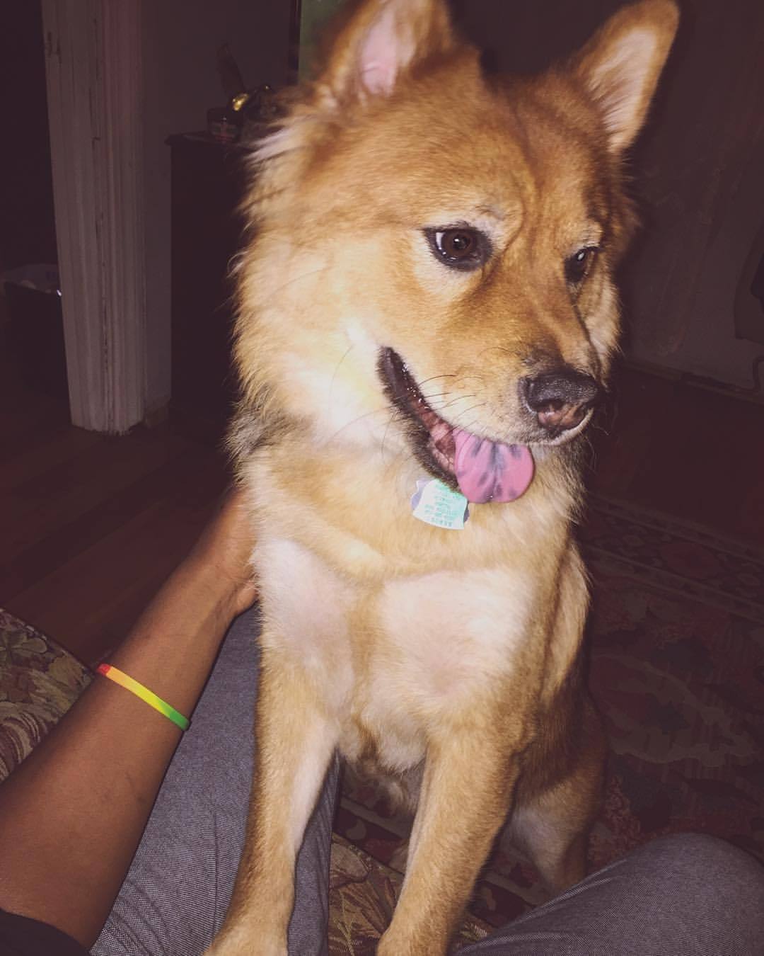 Words can&rsquo;t explain how much I love this pooch 💘