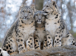 theanimalblog:  Snow Leopard Siblings. Photo