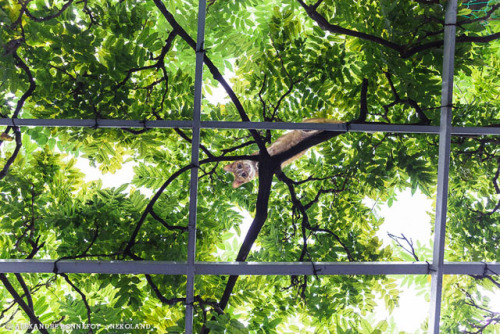 japontotal:  Fotógrafo francés redescubre a los gatos callejeros en Japón El fotógrafo profesional Alexandre Bonnefoy viajó a Japón en busca de “fotografías de fauna urbana”, pero acabó creando una serie de curiosas capturas que muestran a