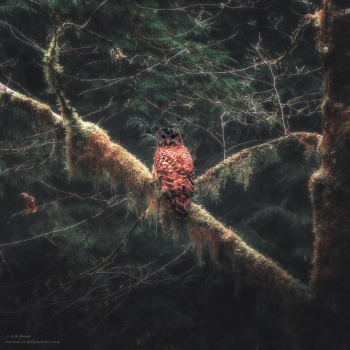 novice-at-play: Enchanted… While following the sounds of a waterfall, this beautiful creature caught