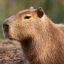 capybara-adventure