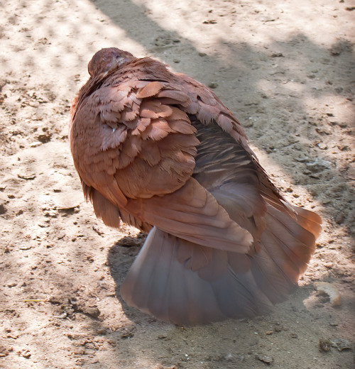 May 12 2011. A zoo in Zaporizhia city. Gorgeous King pigeon roo with molting, but yet very fluffy ne