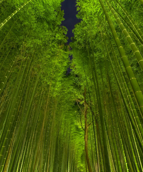 djferreira224: Night bamboo ~ by Ryusuke Komori