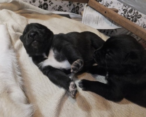 Fruitcake (left) and Sugarplum (right)