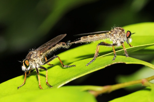 Mating robber flies.