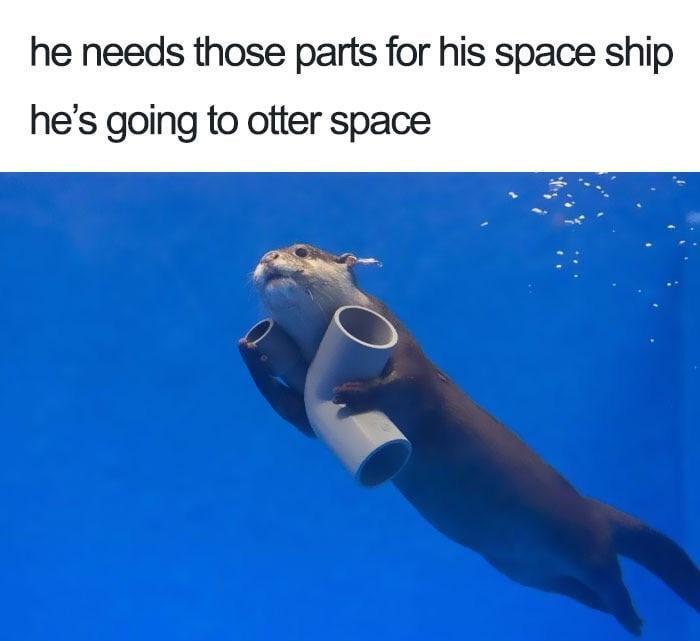 memehumor:  Otter you talking about?