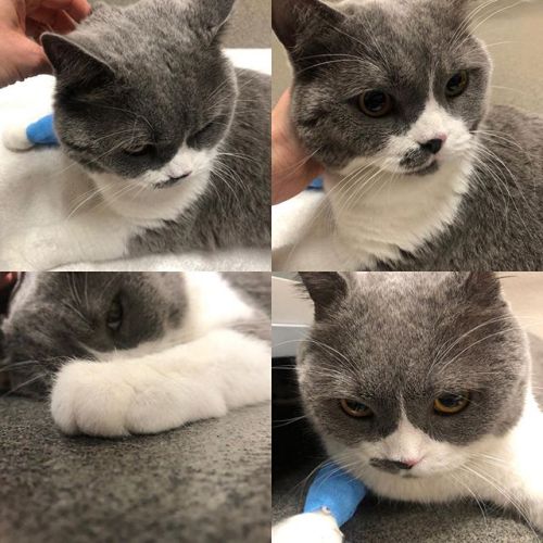 Poor baby in the hospital with pancreatitis #ねこ#고양이 #gato #gatito #cat #britishshorthair ift