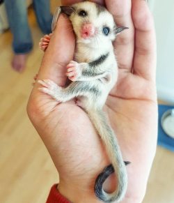 cuteness–overload:  Adorable baby sugarglider. Source: http://bit.ly/1Umrtr9