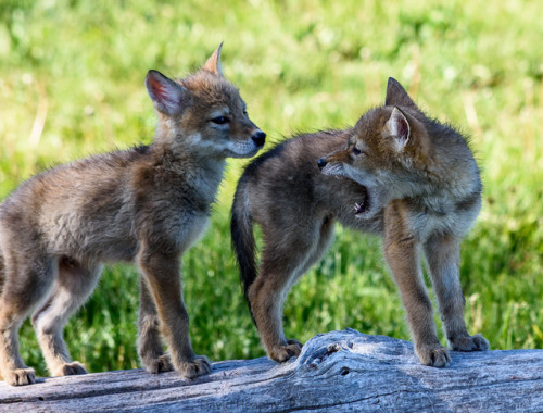 yipyapyote:     Dave Heaphy  