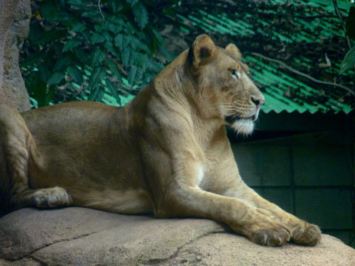 Today’s Flickr photo with the most hits: this serene lioness from in the zoo at Mayaguez, Puerto Ric