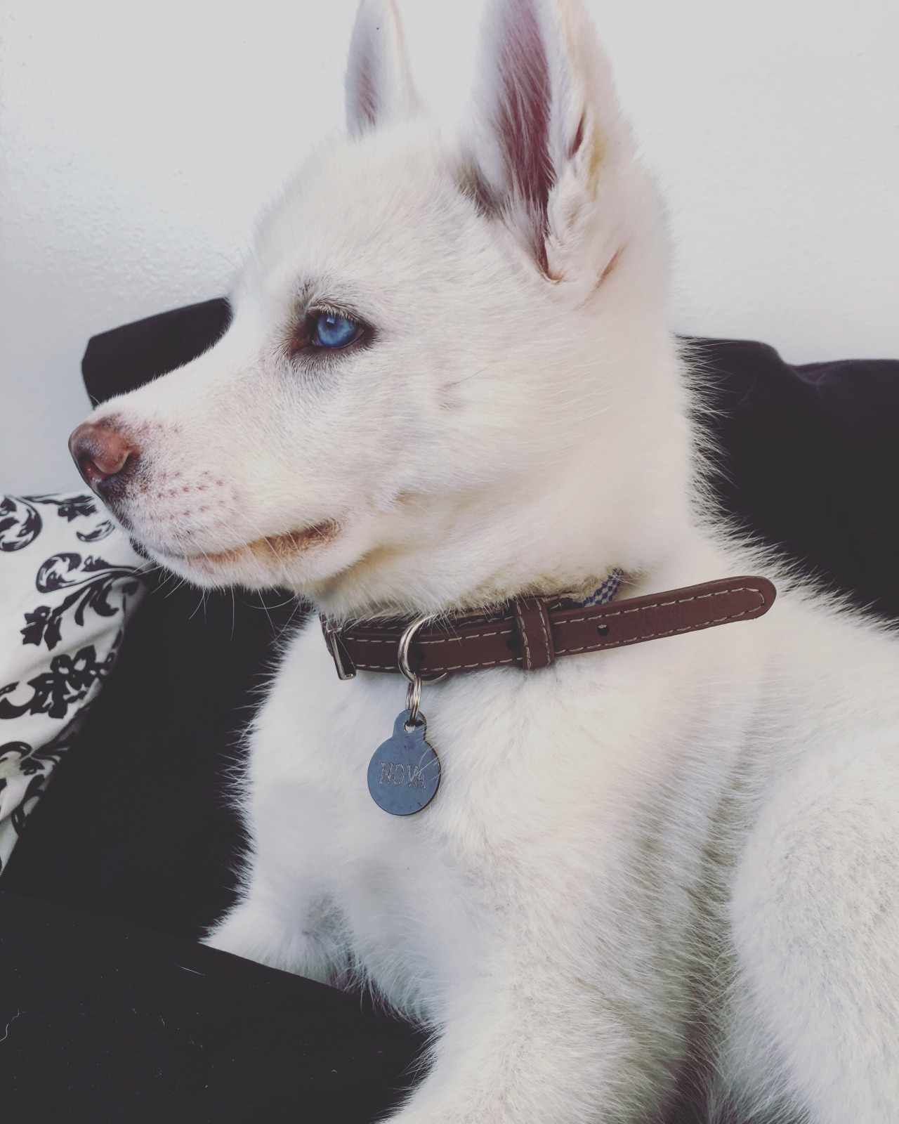 deadly-wants:  someone buy me a puppy pls 