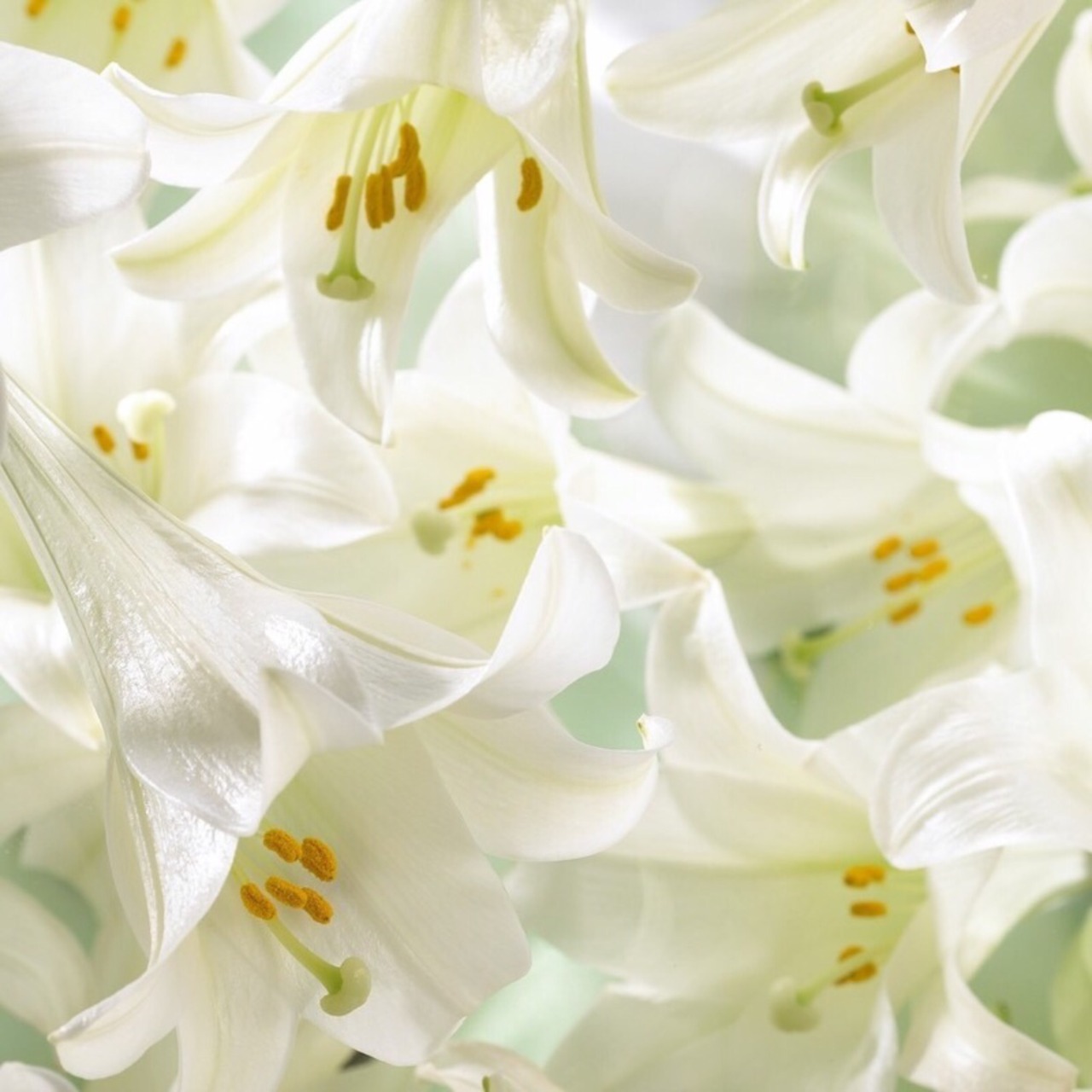 poetictouch:  Thy dress was like the lilies, And thy heart as pure as they.  ~ Henry