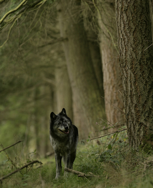 XXX wolveswolves:   By Phil Homer   photo