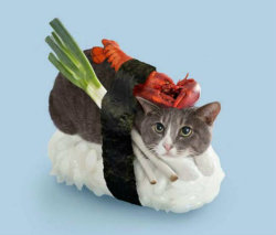 katebush:  Sushi Cats ( via Lost E Minor