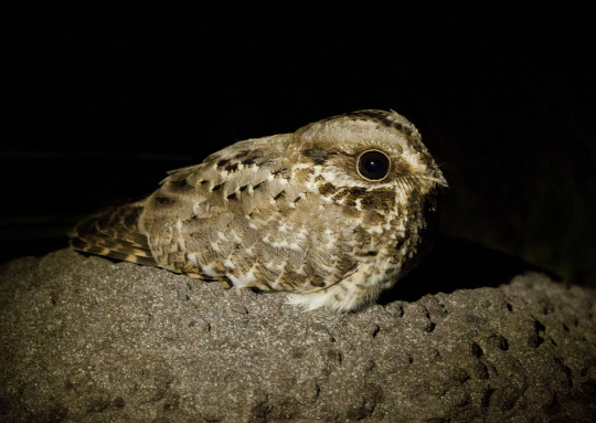 Porn photo Let’s talk about Nightjars