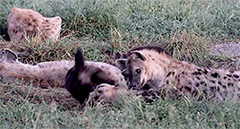 crocutalupus:Spotted hyena cubs play (x)