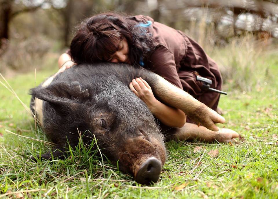 fightingforanimals:  Source: Animal Place  Pigs are more tactile than dogs. They