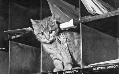 providencepubliclibrary: “With all of this feline indifference and general propensity for lazi