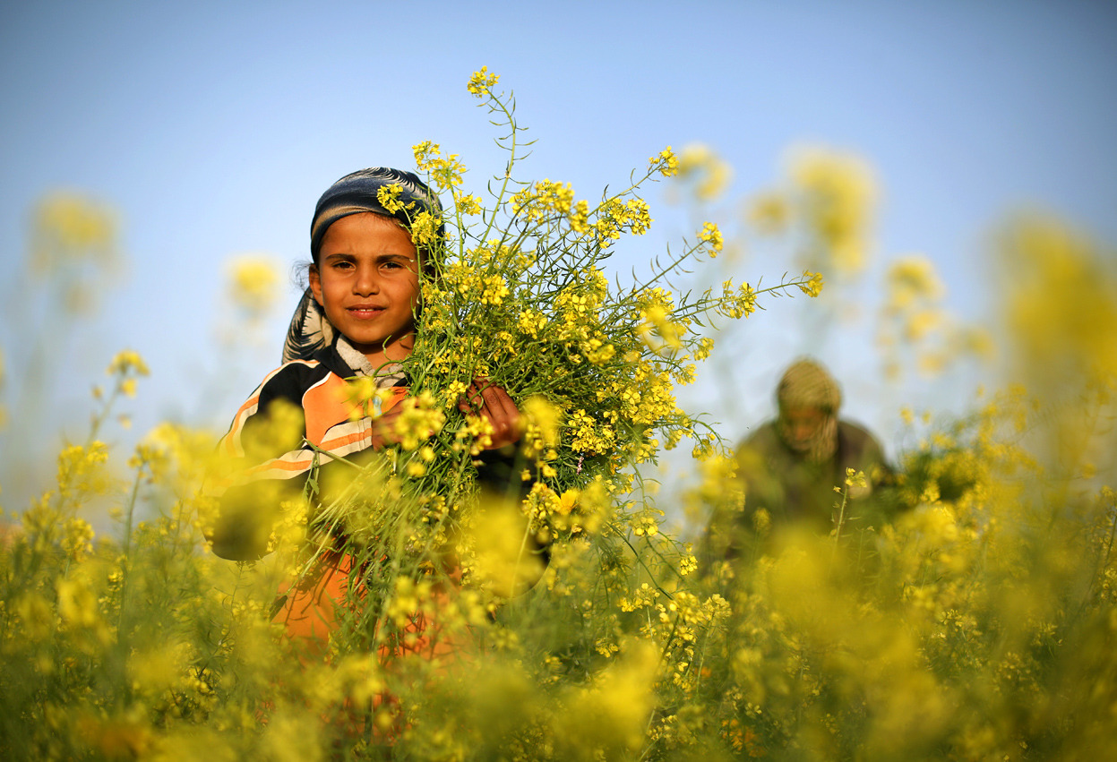 From The First Day of Spring, one of 26 photos. A Palestinian man and his daughter pick wild mustard flowers, which grow in open fields across the Gaza Strip, on March 20, 2014, as the official start of spring was marked by the by the Vernal Equinox....