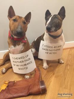 dogshaming:  These boots were made for nom-ing