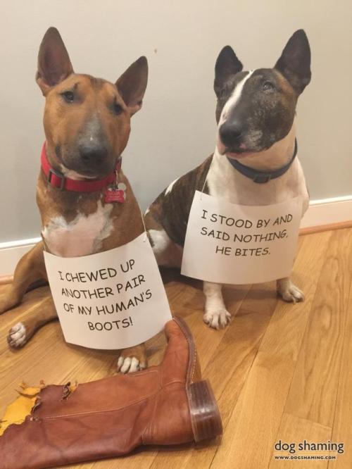 dogshaming:  These boots were made for nom-ing adult photos
