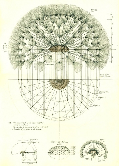 kamasitra:‘ The geometrical structure of a Dandelion’ by Giovanni (Florence, Italy)