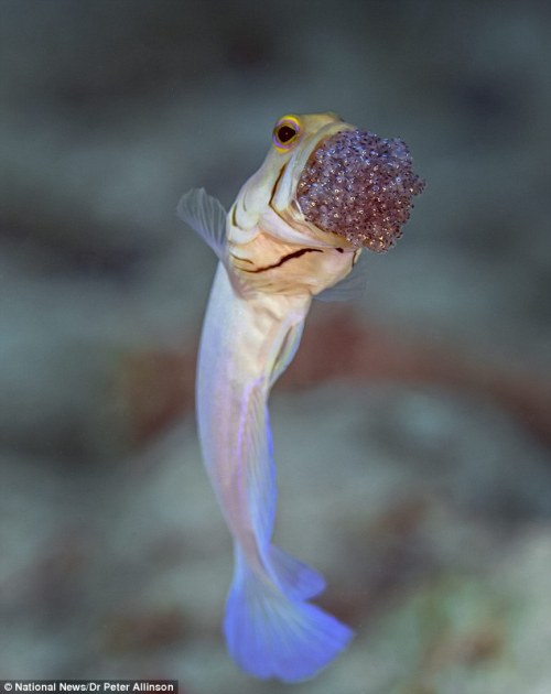 sixpenceee:  A male yellow-headed jawfish taking responsibility for looking after the eggs until they hatch. Typically, the male fertilizes the eggs and then collects them in his mouth, protecting them until they hatch. (Source)