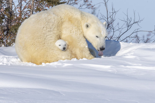 terranlifeform:Polar bear (Ursus maritimus) with cub at Wapusk National Park in CanadaNedko Nedkov