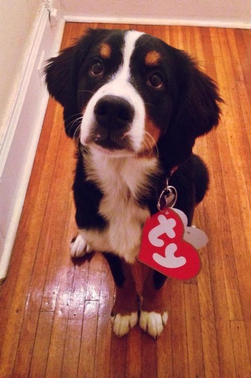 awwww-cute:  My Berner Beanie Baby