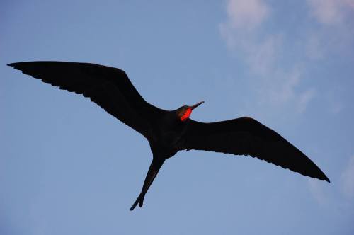 Sleep Flying Many bird species fly countless miles for days and weeks at a time in order to reach mo