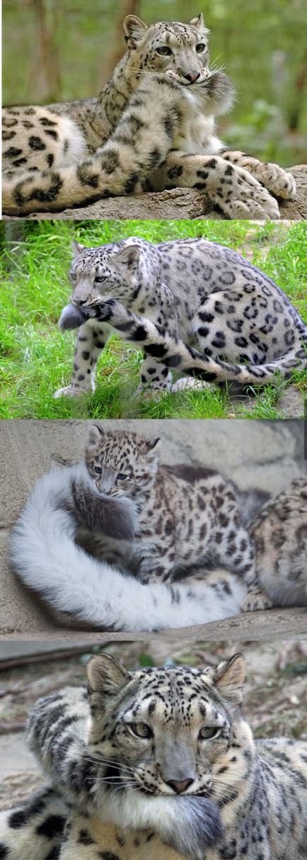 awwww-cute:  He doesn’t want it to get dirty (Source: http://ift.tt/1IX2szq)