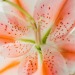 Porn photo fleur-aesthetic:instagram | ariellevey 
