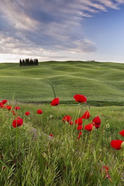 rtlloyd:  Tuscany