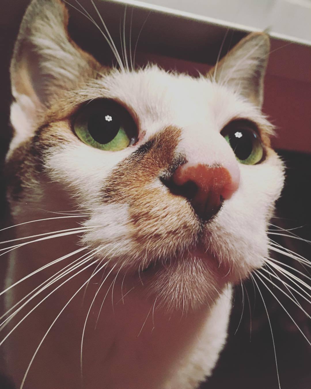 akubihmk:ベビちゃん、オトコマエね #cat #ネコ #猫 #ねこ #にゃんこ