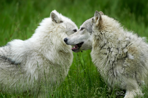 A GAME OF WOLVES