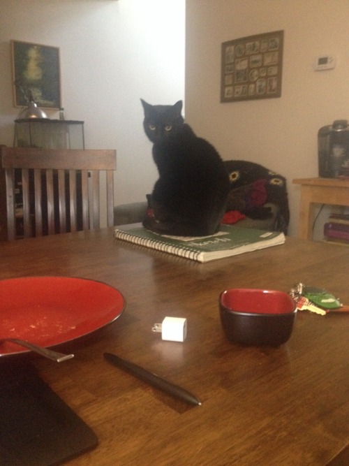 she knows shes not supposed to be on the table and she thinks that sitting on my sketchbook is a way