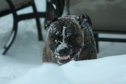 awwww-cute:  My dog loves to eat snow. He