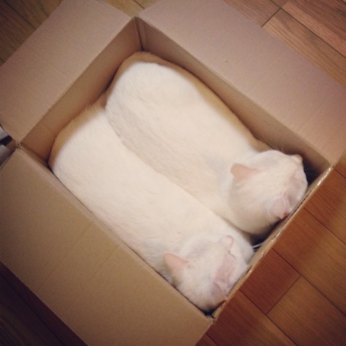 lord-kitschener:Shipment of loafs, fresh from the bakery