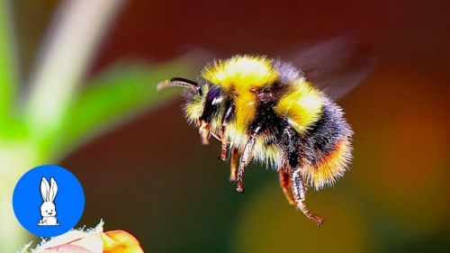 aw lawd he comin’! that’s right folks, it’s the one you’ve all been waiting for: the common bumblebe