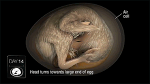 zerostatereflex:  Chicken Embryo Development in 21 Days This is amazing.    