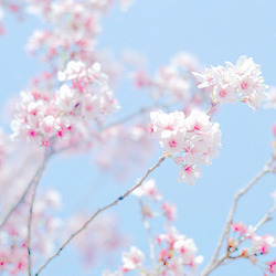 cinnahearts:  sakura trees | 1 2 3 4 5 6 adult photos
