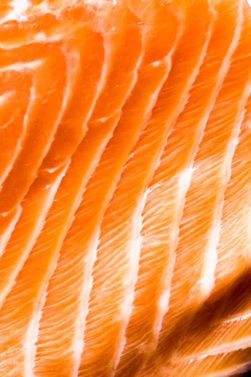 jonathanschoonover:Salmon 2014 Jonathan Schoonover