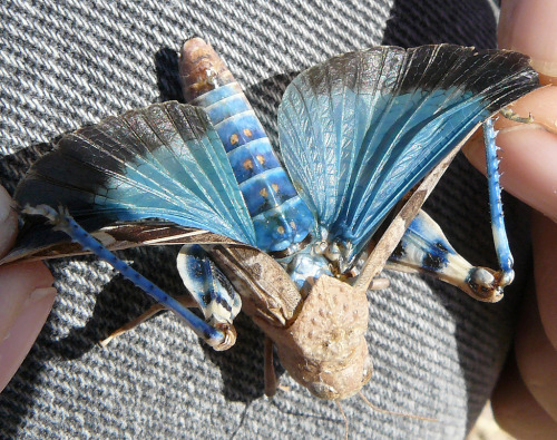 Out of the blue