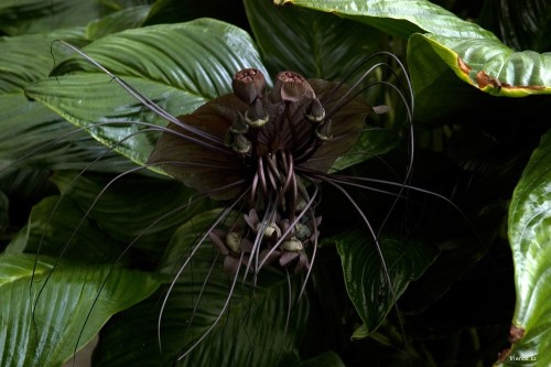 coffiene:Black Bat Orchid (Tacca chantrieri) It is native to only a small area - the tropical forest
