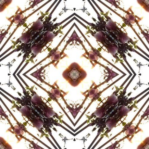 Blossoms And Steel #photocollage #colidoscopic #sunlight #thisiswhatido #didit #thisiswhywecanthavenicethings