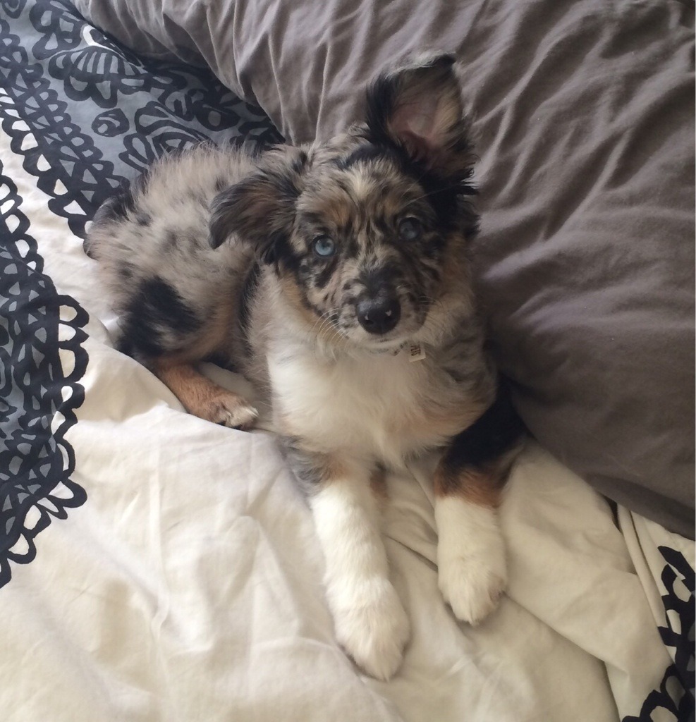 awwww-cute:  This is our ten week old wiggle butt, Citra, taking a break from trying
